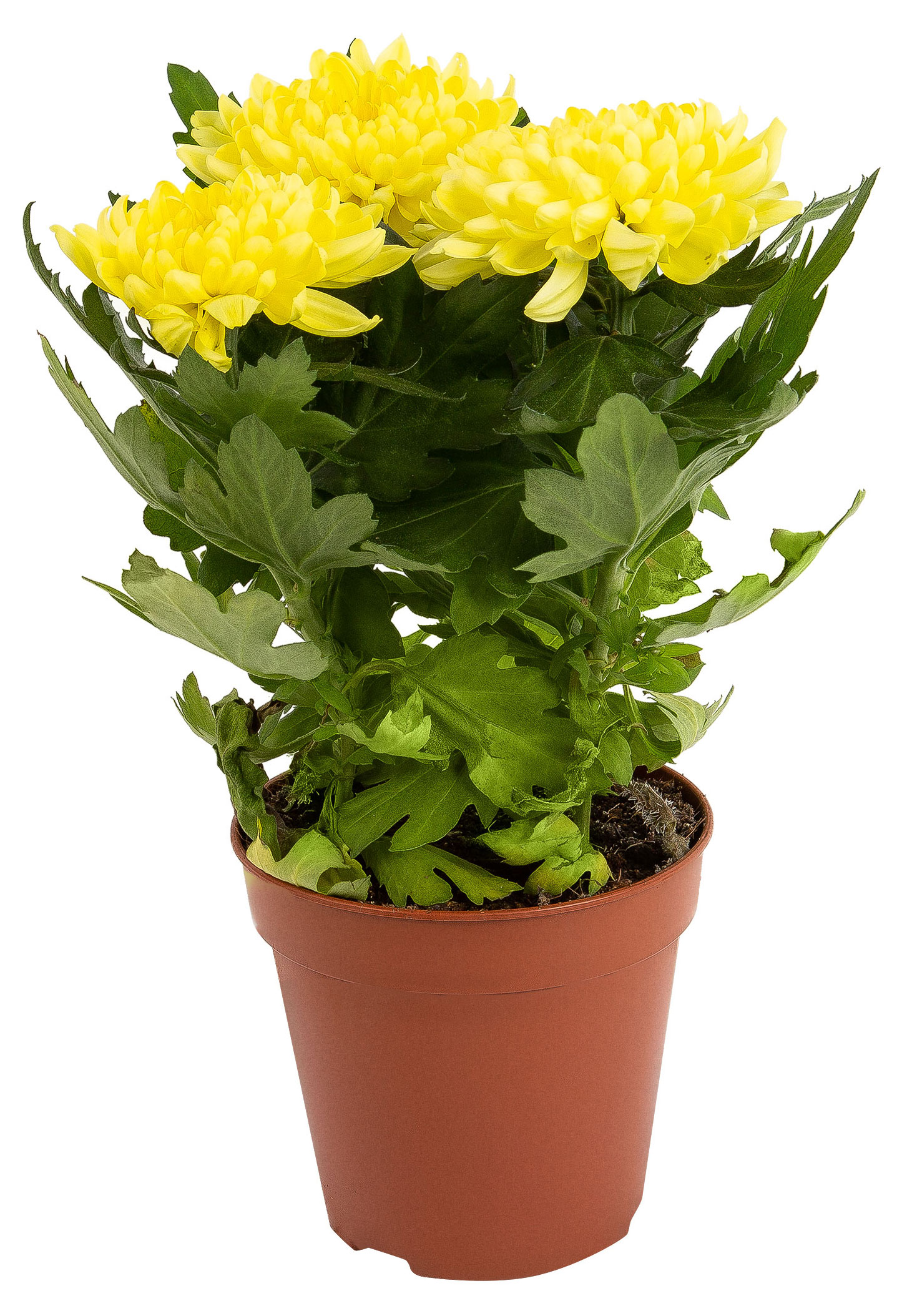 

Живое растение Хризантема Юник в ассортименте в горшке d 13 h 30 см, 1 шт