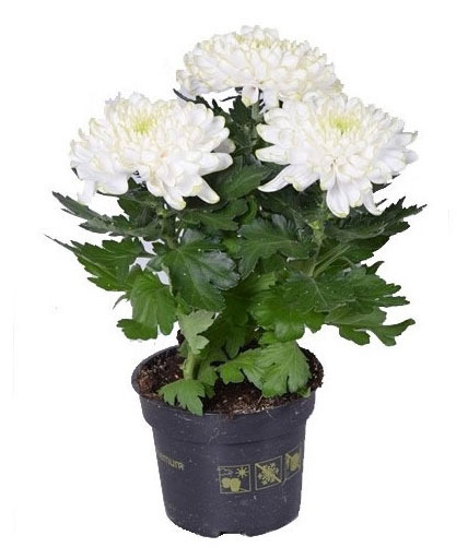 

Живое растение Хризантема Пура Вида в ассортименте в горшке d 12 h 25 см, 1 шт