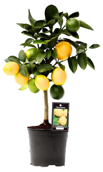 

Цитрус лимон на стволе в горшке, d 20 60 см