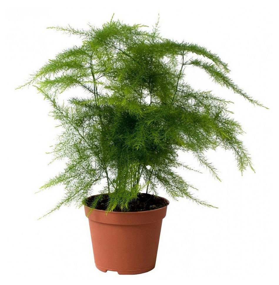 

Живое растение Аспарагус зеленый в ассортименте в горшке d 12 h 35 см, 1 шт