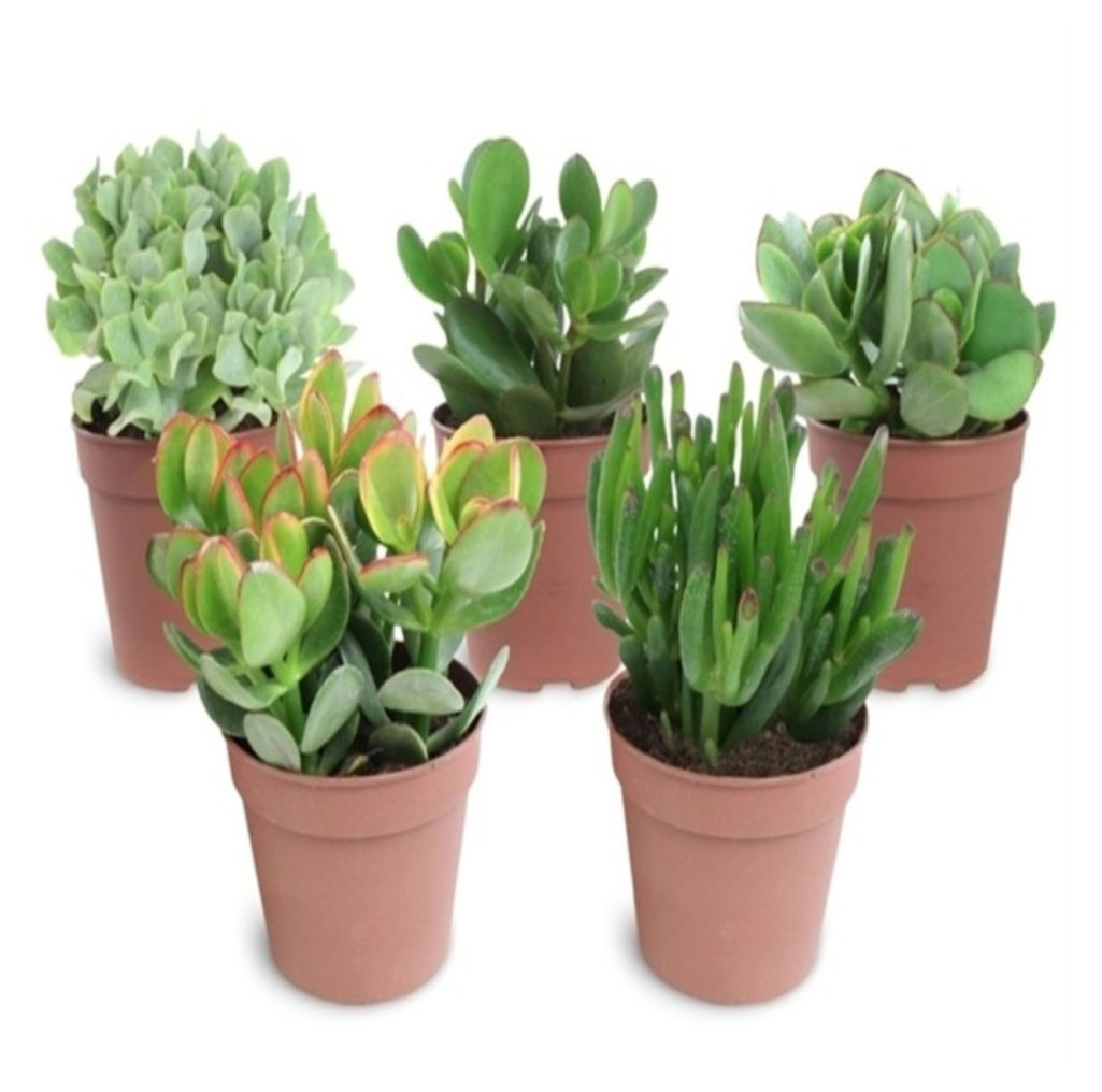 

Живое растение суккулент Крассула (Толстянка) микс в ассортименте в горшке d 8 h 15 см, 1 шт