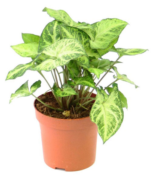 

Живое растение лиана Сингониум зелено-белый цветы в горшке d 12 h 30 см, 1 шт