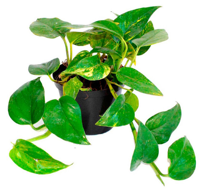 

Живое растение лиана Эпипремнум (Сциндапсус) в ассортименте в горшке d 12 h 20 см, 1 шт