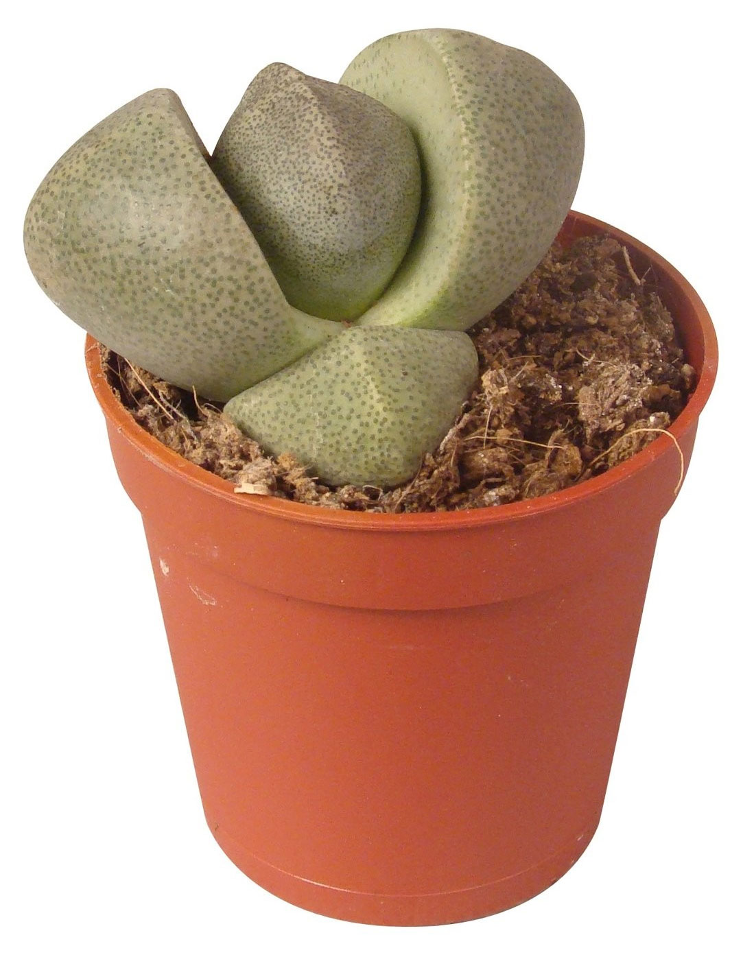 

Суккулент Литопс в ассортименте в горшке, d 5 h 5 см