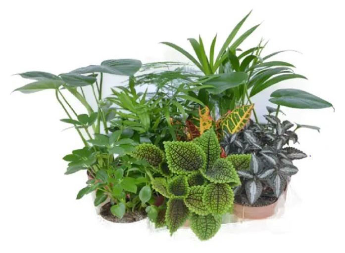 

Плант микс, d 12 h 30 см