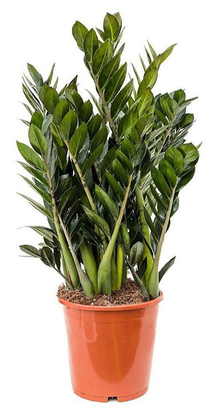 

Живое растение Замиокулькас в горшке d 21 h 85 см, 1 шт