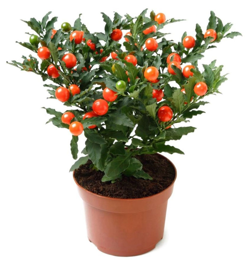 

Паслен в кашпо, d 15 h 30 см