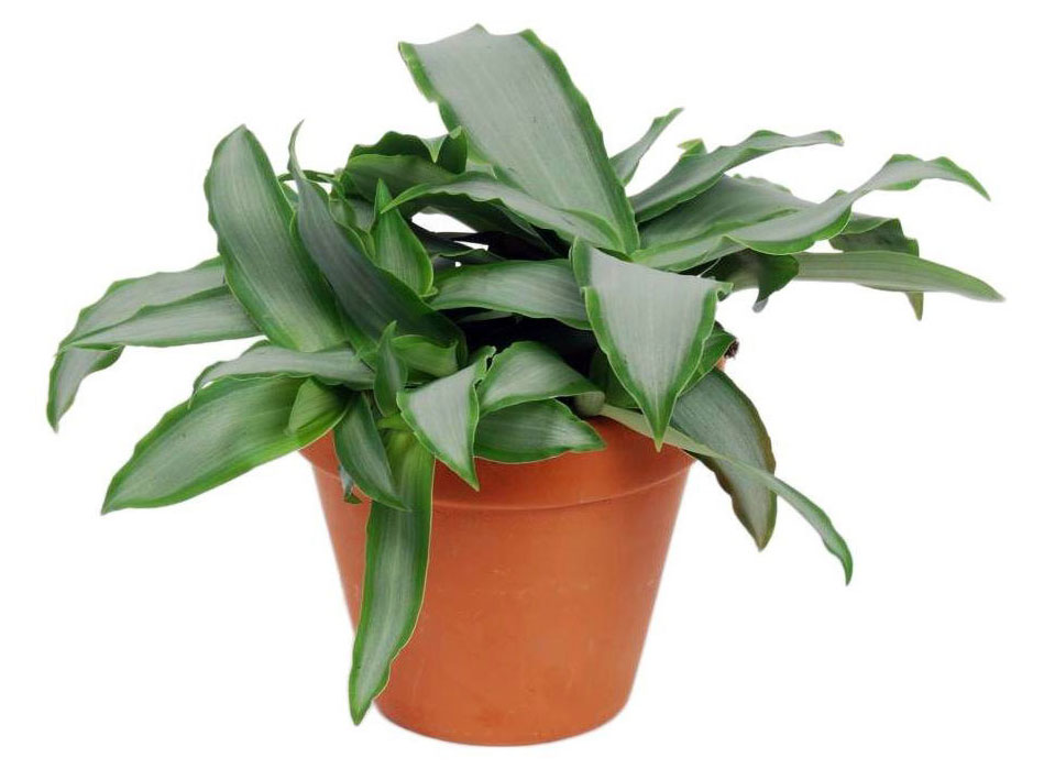 https://www.auchan.ru/files/original/28761374