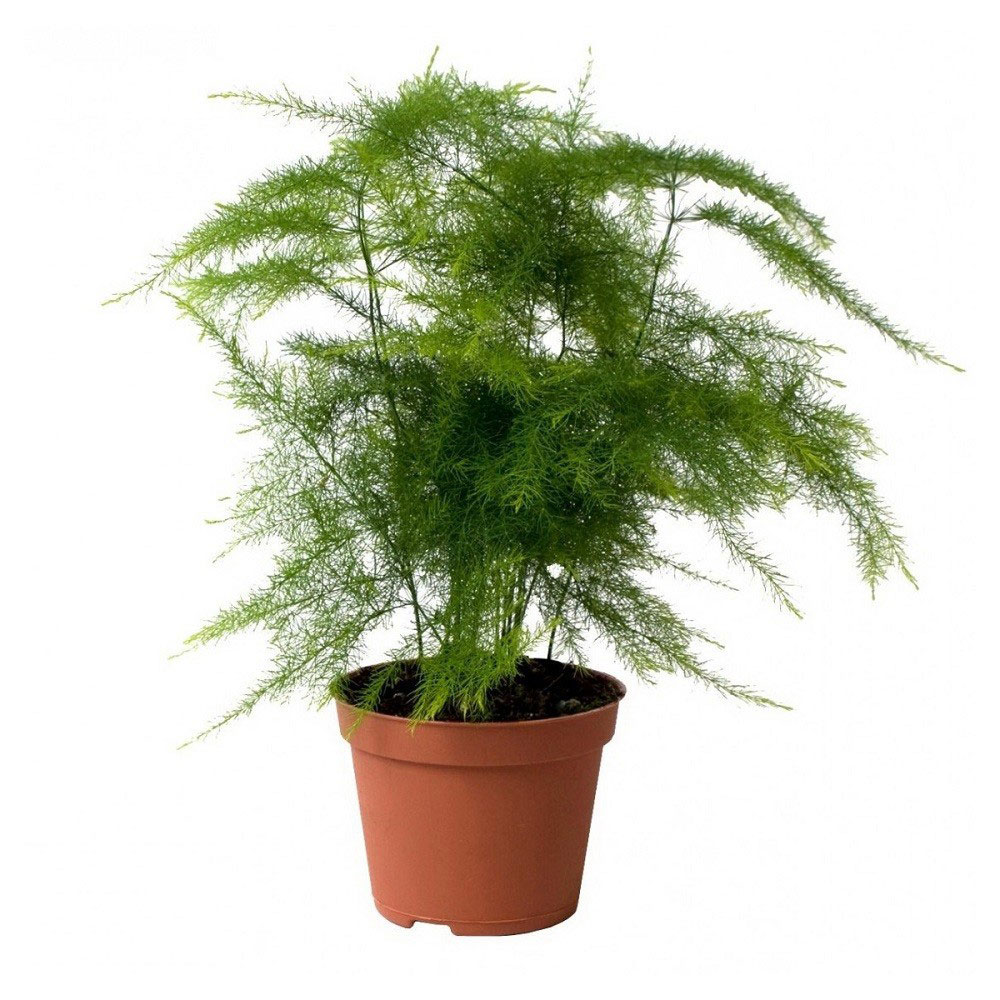 

Живое растение Аспарагус смесь зеленый в ассортименте в горшке d 12 h 20 см, 1 шт