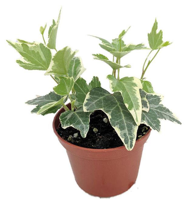 Изображение товара Живое растение плющ-лиана Хедера микс ампельная в ассортименте в горшке d 9 h 10 см, 1 шт