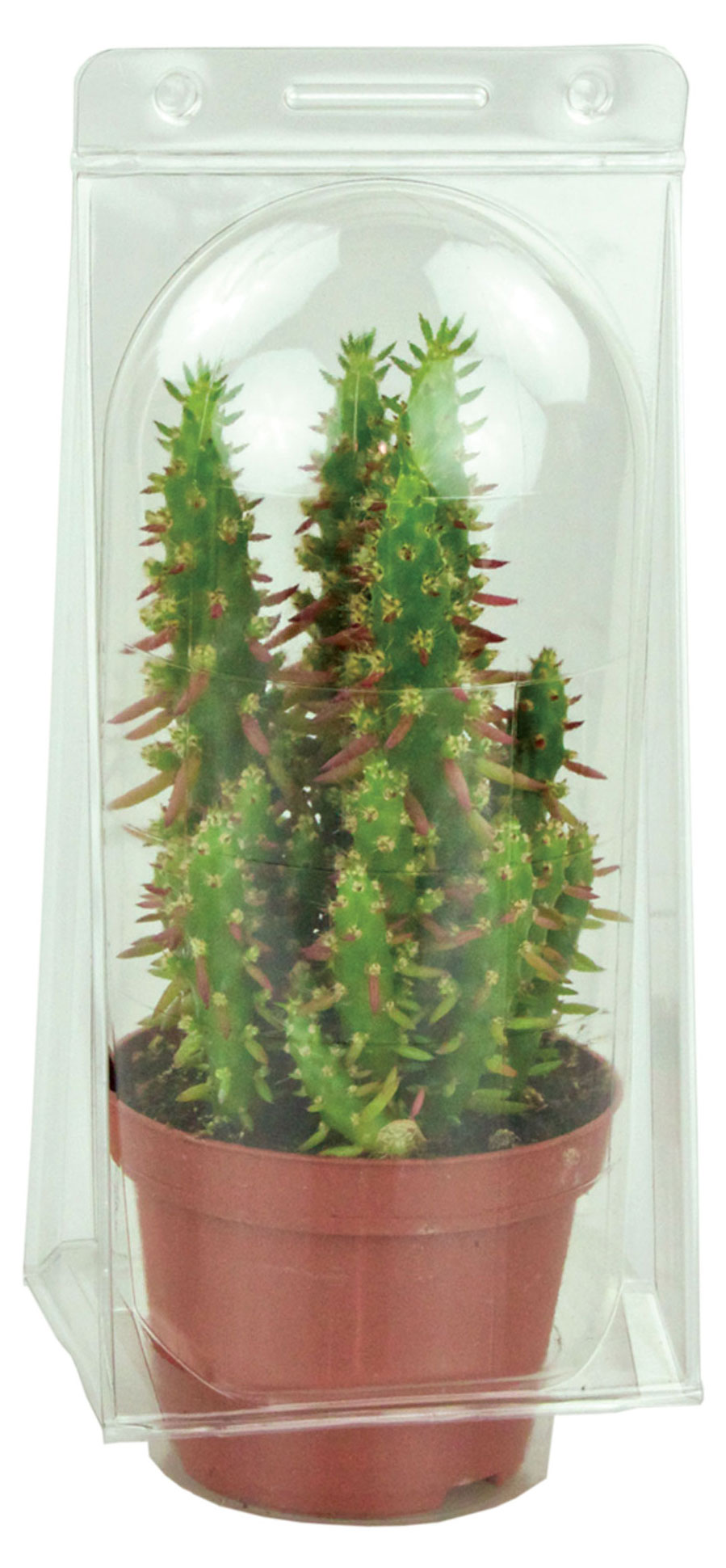 https://www.auchan.ru/files/original/28762313