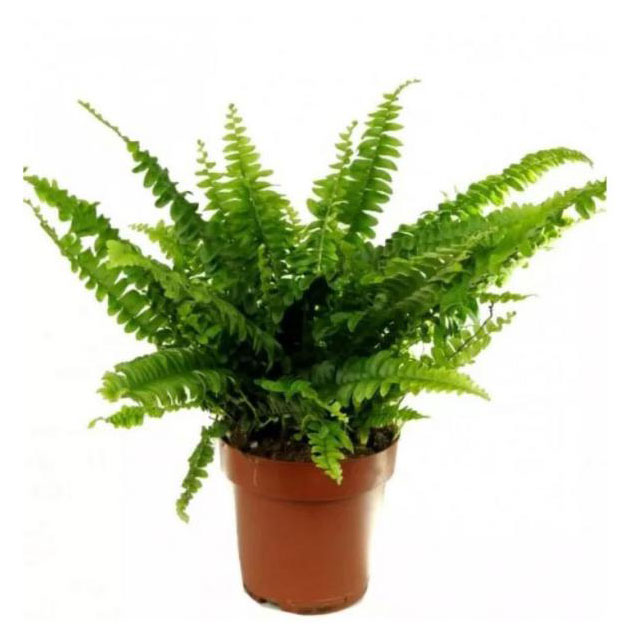

Живое растение папоротник Нефролепис микс зеленый в горшке d 12 h 30 см, 1 шт