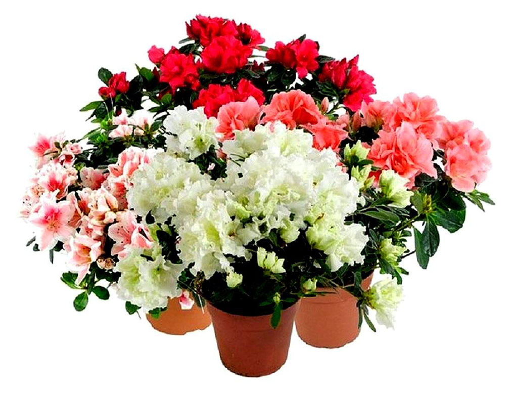 

Азалия в горшке, d 12 h 25 см