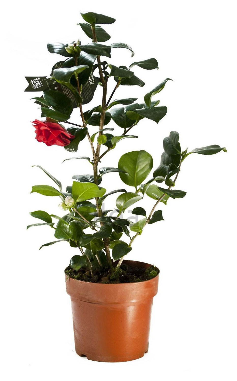 

Живое растение Камелия японская в горшке d 12 h 35 см, 1 шт