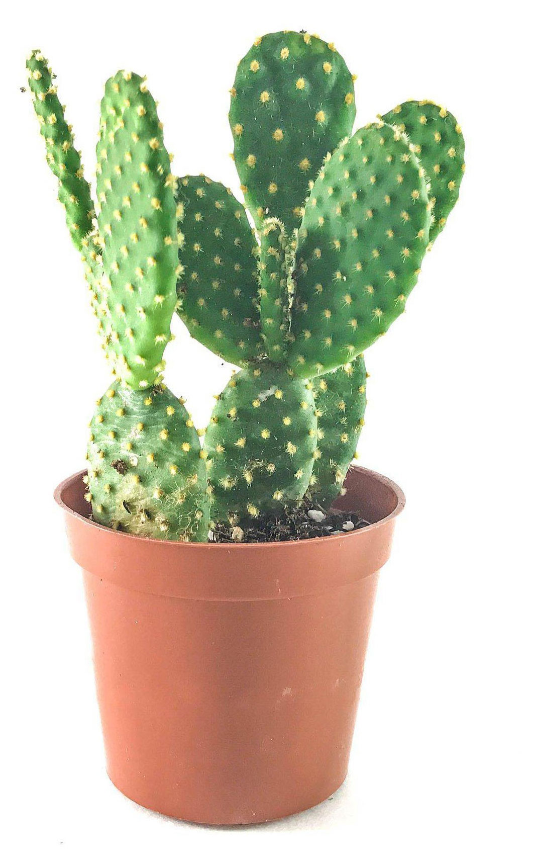 

Живое растение Кактус Опунция Микродесис в горшке d 8 h 15 см, 1 шт