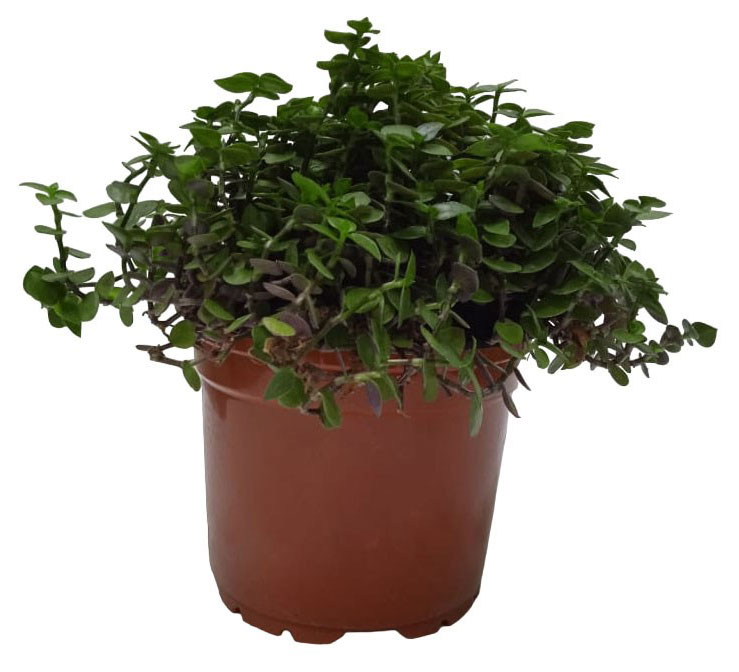 

Живое растение Каллизия ползучая в кашпо d 15 h 25 см, 1 шт