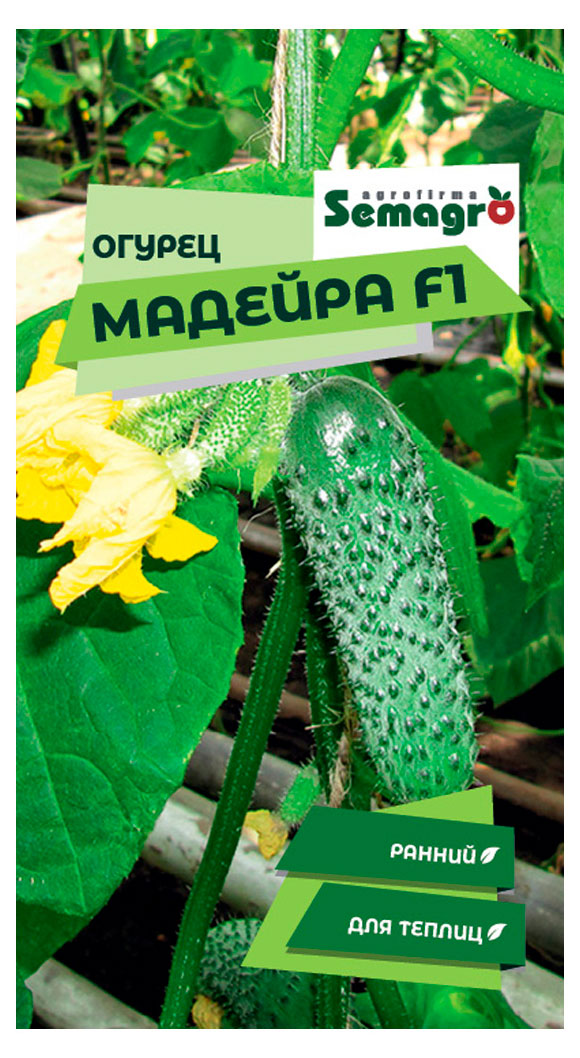

Семена Seminis Огурец Мадейра F1, 5 шт