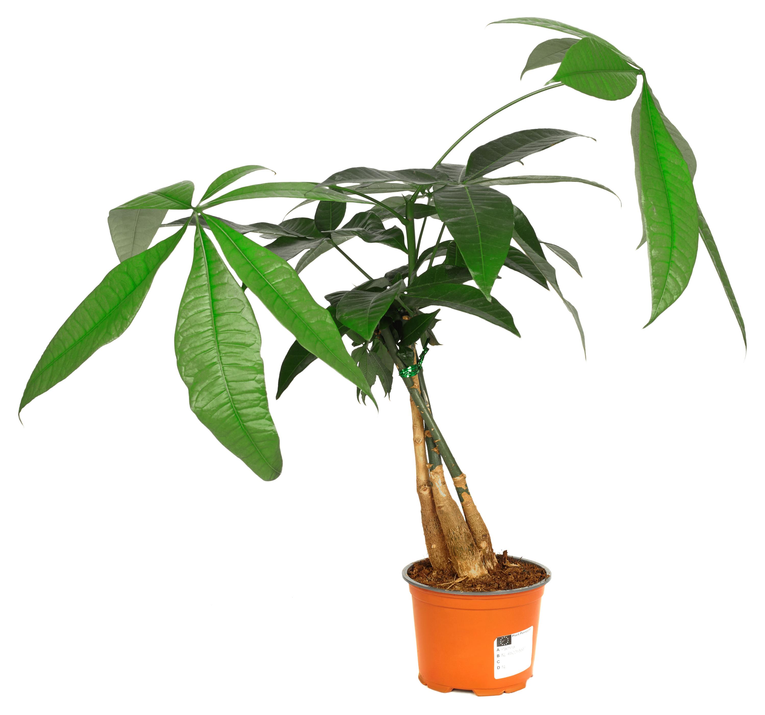 

Живое растение пальма Пахира зеленая штамб дерево зеленая в горшке d 12 h 40 см, 1 шт