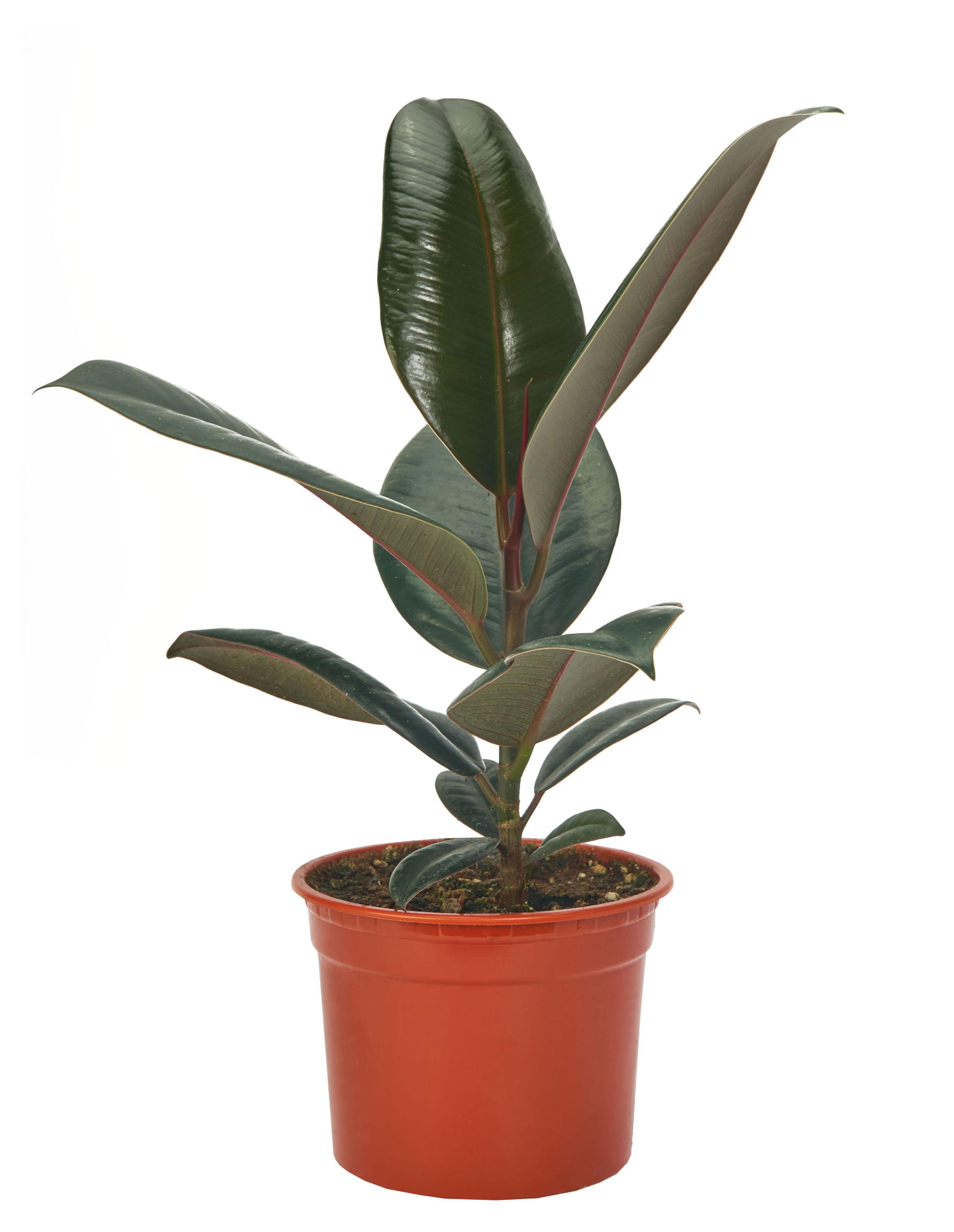 

Фикус Эластика дерево в ассортименте в горшке d 12 h 40 см, 1 шт