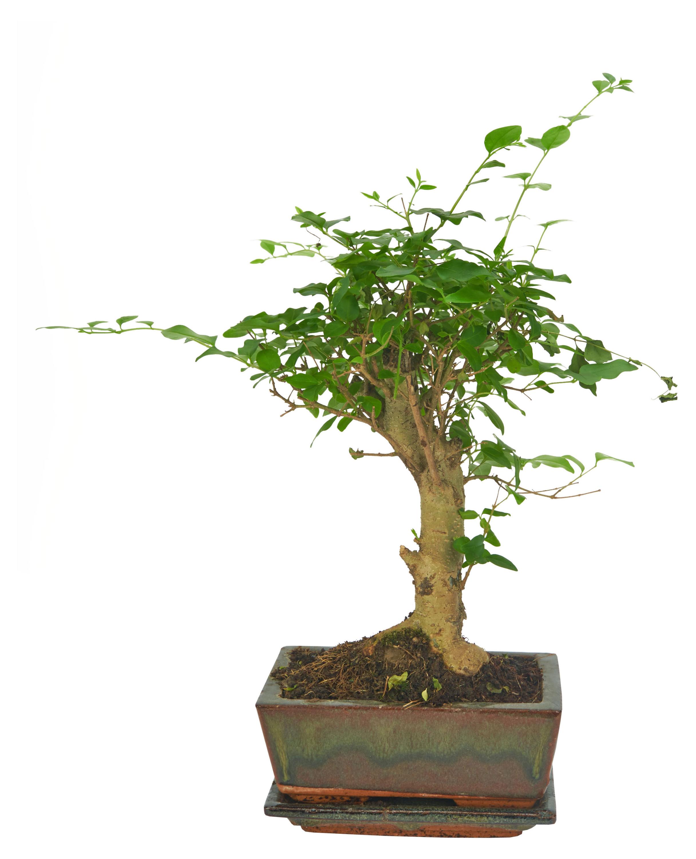 Изображение товара Бонсай дерево в горшке 30 см декоративное живое растение для дома и офиса