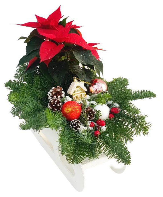 

Живое растение Рождественская композиция Санки с пуансеттией в ассортименте в горшке d 12 h 40 см, 1 шт