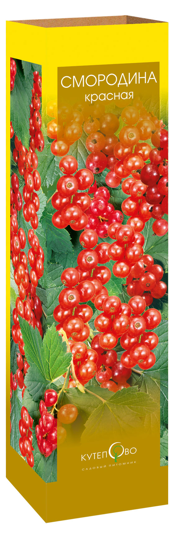 

Саженцы Кутепово Смородина красная Йонкер ван, 1 шт