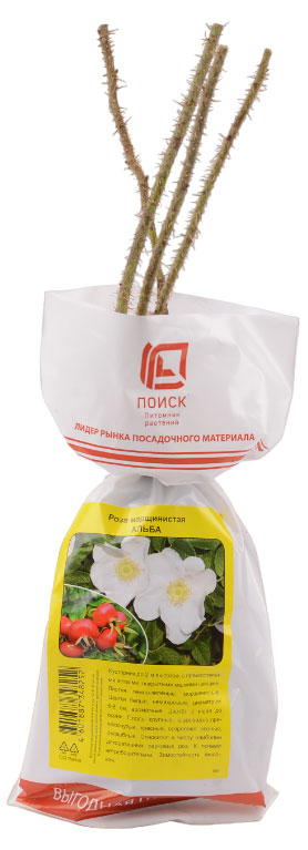 

Саженцы Поиск Роза морщинистая, 1 шт