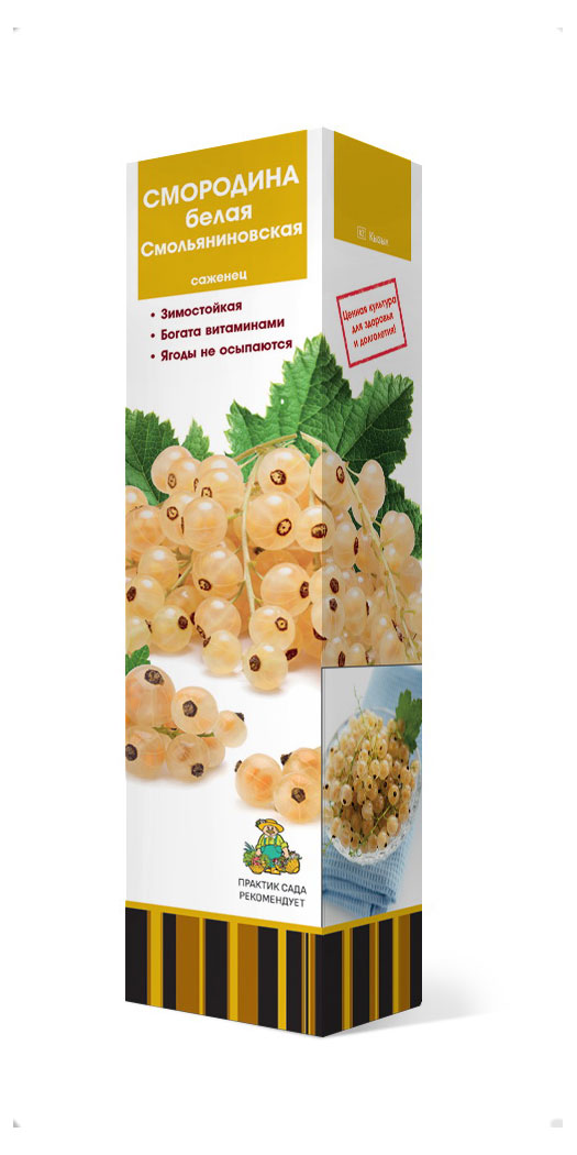 Изображение товара Саженцы «Поиск» Смородина белая Смольяниновская, 1 шт