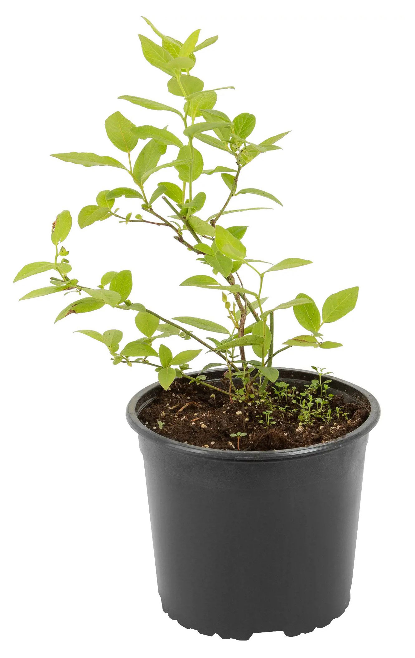 

Саженцы плодово-ягодных кустарников Голубика высокорослая PlantMarket Дюк в горшке С1.5, 1 шт