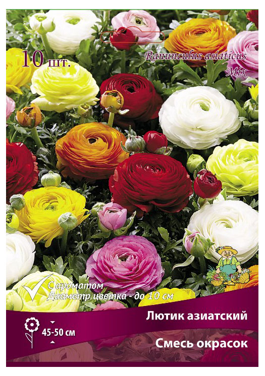 

Луковицы Поиск Лютик Азиатский Смесь окрасок, 1 шт