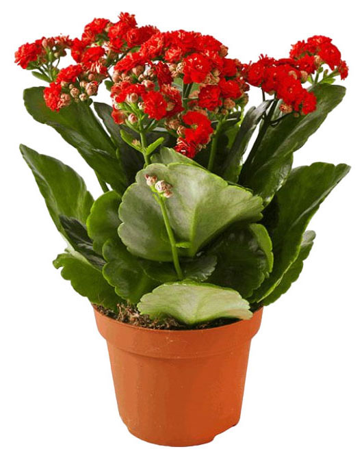 

Суккулент цветущий Каланхоэ в ассортименте в горшке d 10,5 h 25 см, 1 шт