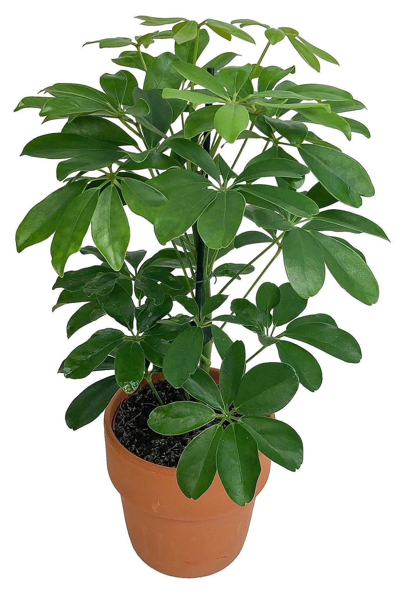 

Шеффлера в горшке, d 10 h 20 см