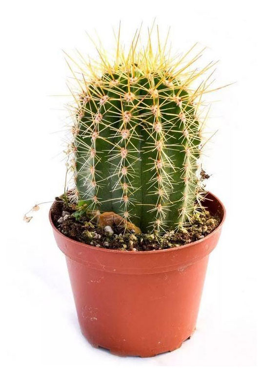 

Кактус, d 12 h 15 см