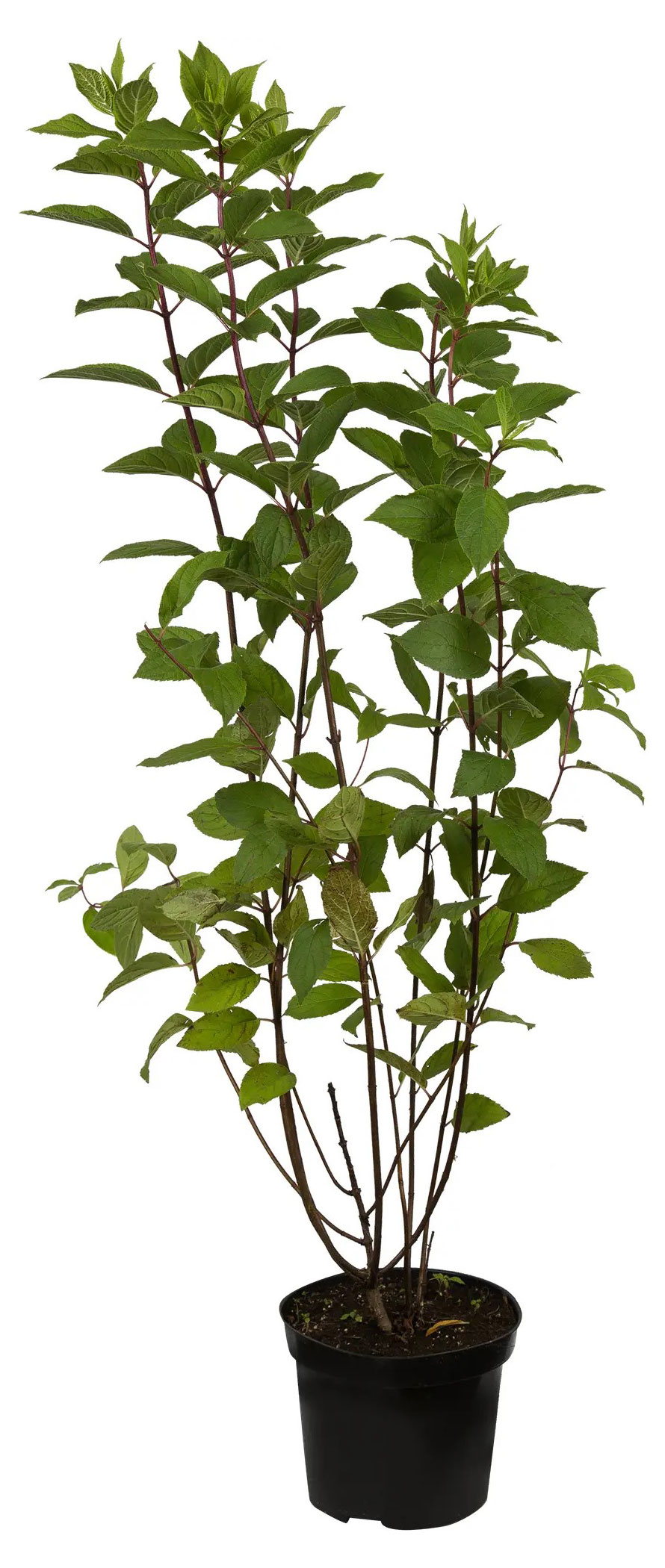 

Саженцы PlantMarket Гортензия метельчатая Киушу в горшке С1.5, 1 шт