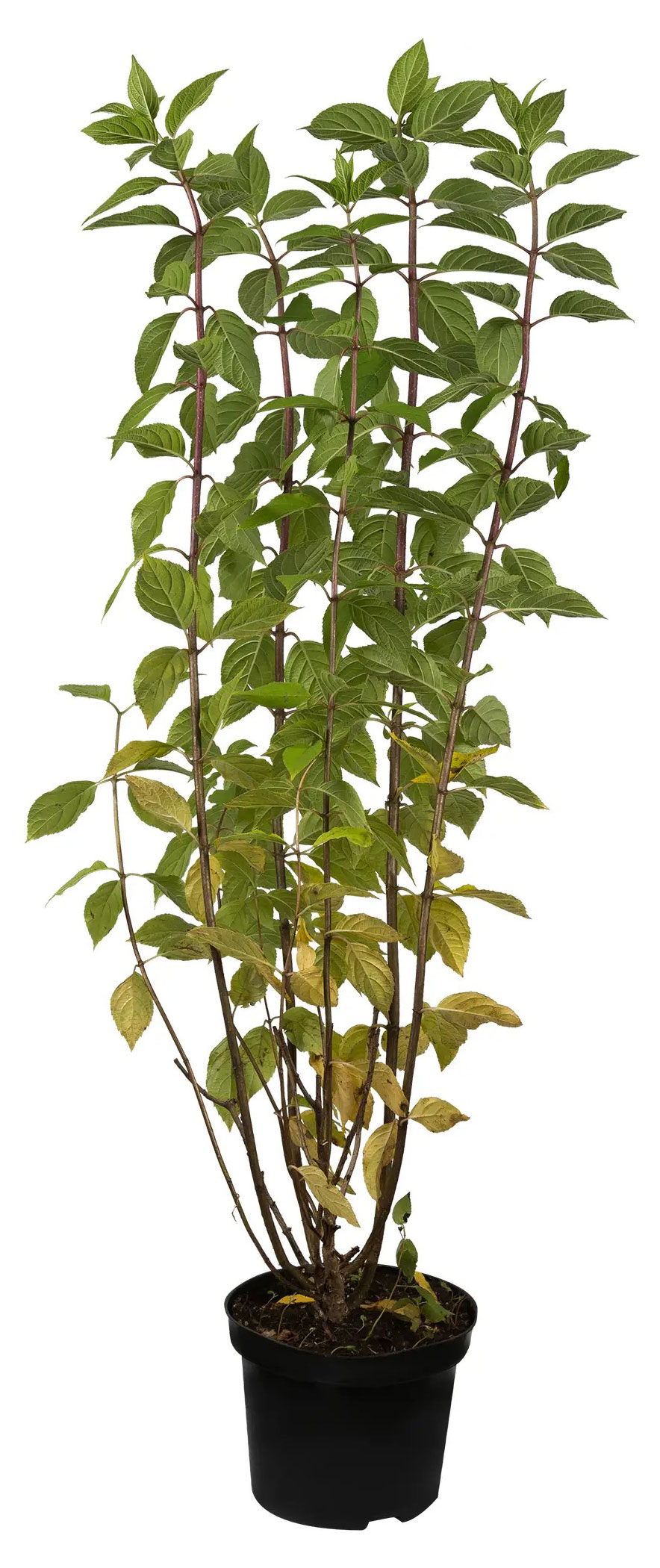 

Саженцы PlantMarket Гортензия метельчатая Лаймлайт С1.5, 1 шт
