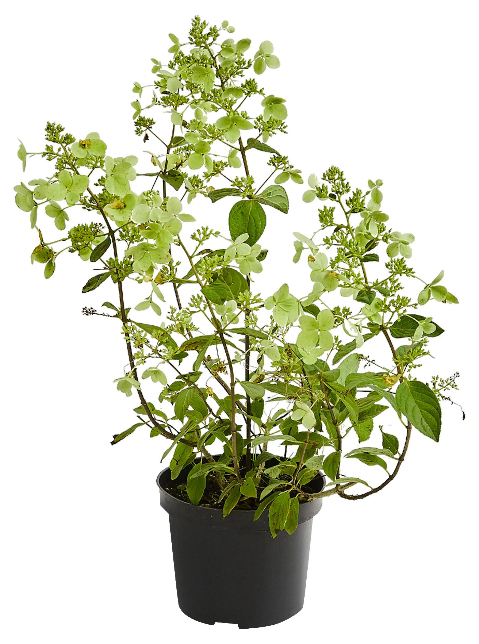 

Саженцы PlantMarket Гортензия метельчатая Юник в горшке С1.5, 1 шт