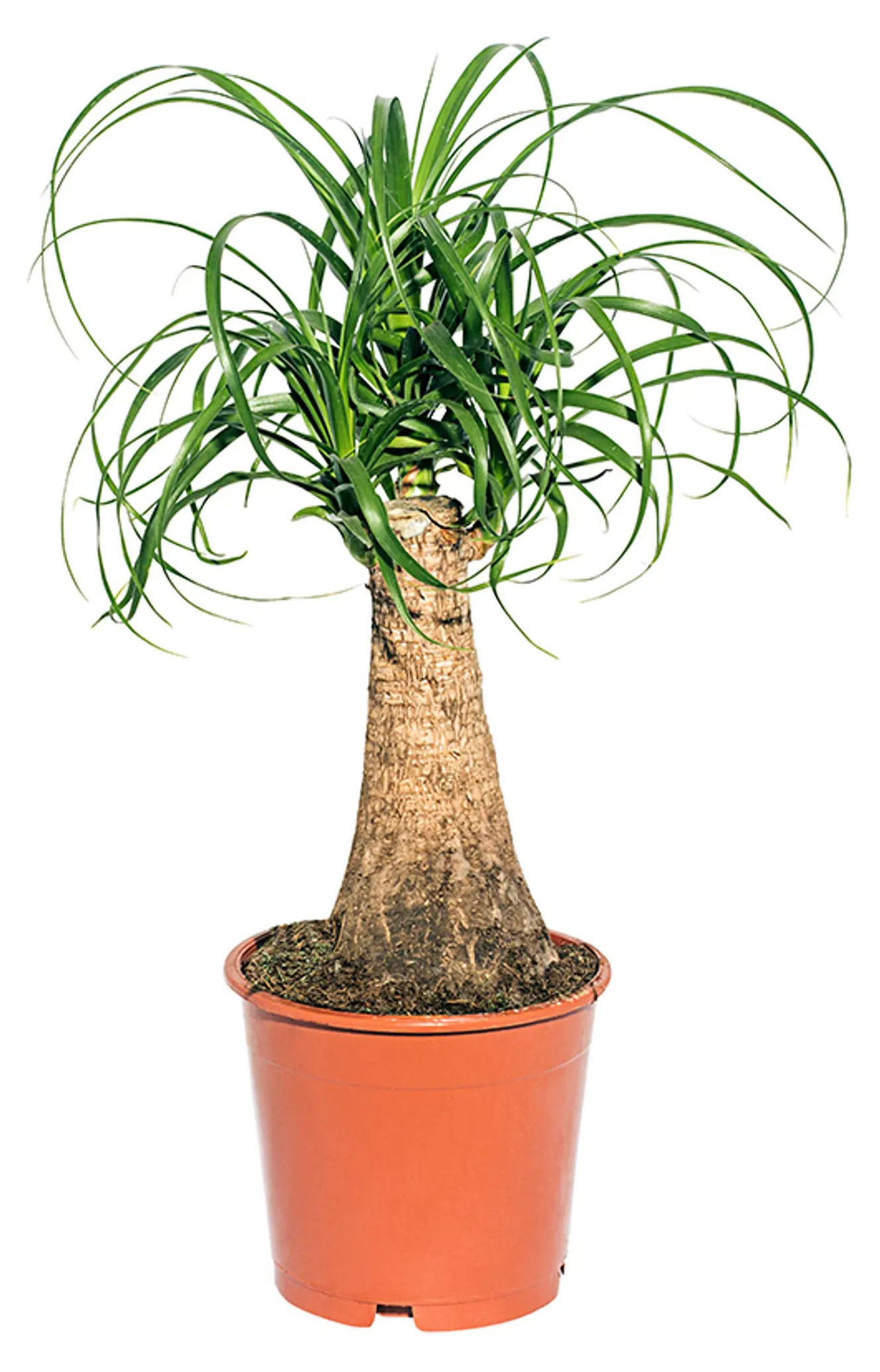 

Живое растение Нолина (Бокарнея) зеленая дерево в горшке d 17 h 55 см, 1 шт