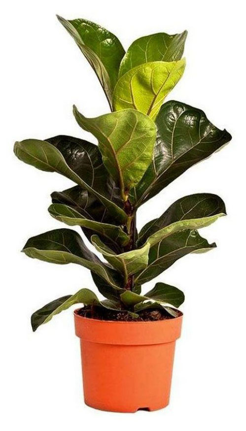 Изображение товара Фикус Лирата зеленый в горшке 11 см высота 30 см