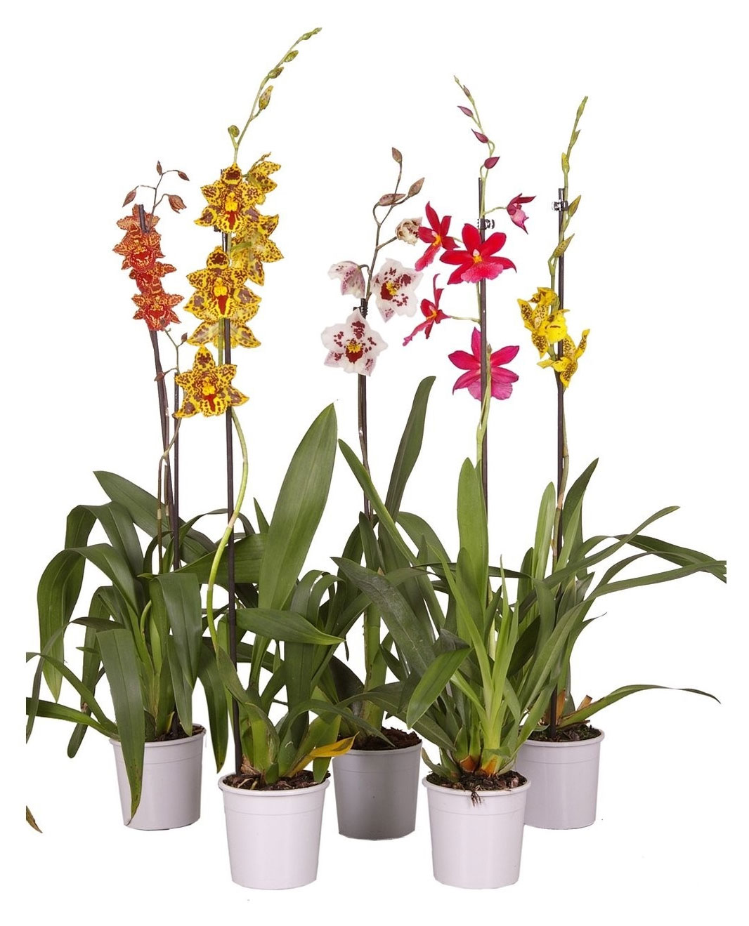 

Орхидея Камбрия 1 стебель в горшке, d 12 h 60 см