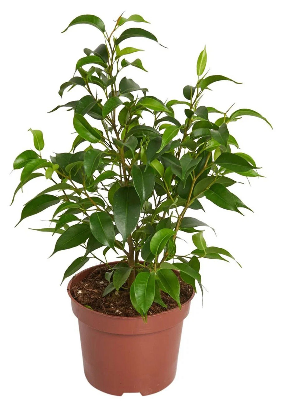 

Живое растение Фикус Бенджамина микс в ассортименте в горшке d 12 h 25 см, 1 шт