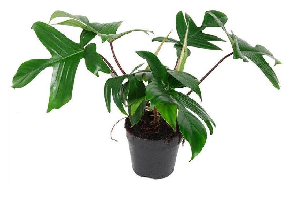 

Живое растение лиана Филодендрон Флорида зеленый в горшке d 12 h 25 см, 1 шт