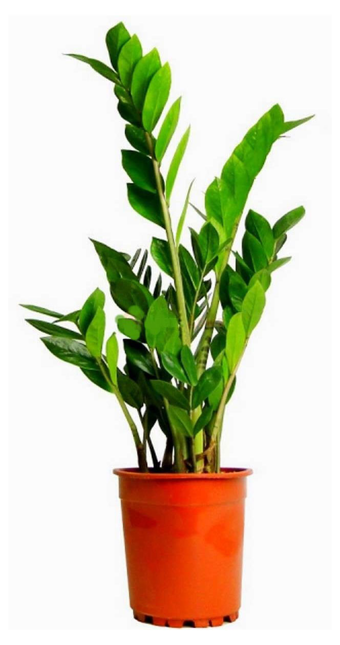 Изображение товара Живое растение Замиокулькас Зензи в горшке 6 см 18 см высота