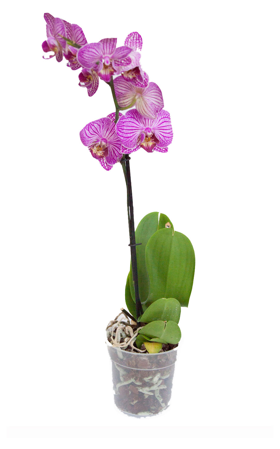 

Орхидея Фаленопсис чудо природы 1 стебель в горшке, d 12 h 60 см