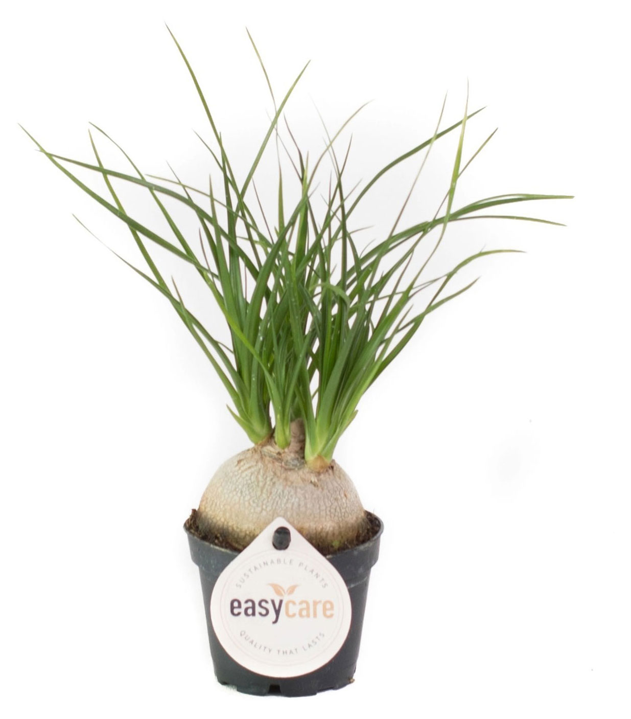 

Живое растение Нолина зеленая дерево в горшке d 9 h 20 см, 1 шт