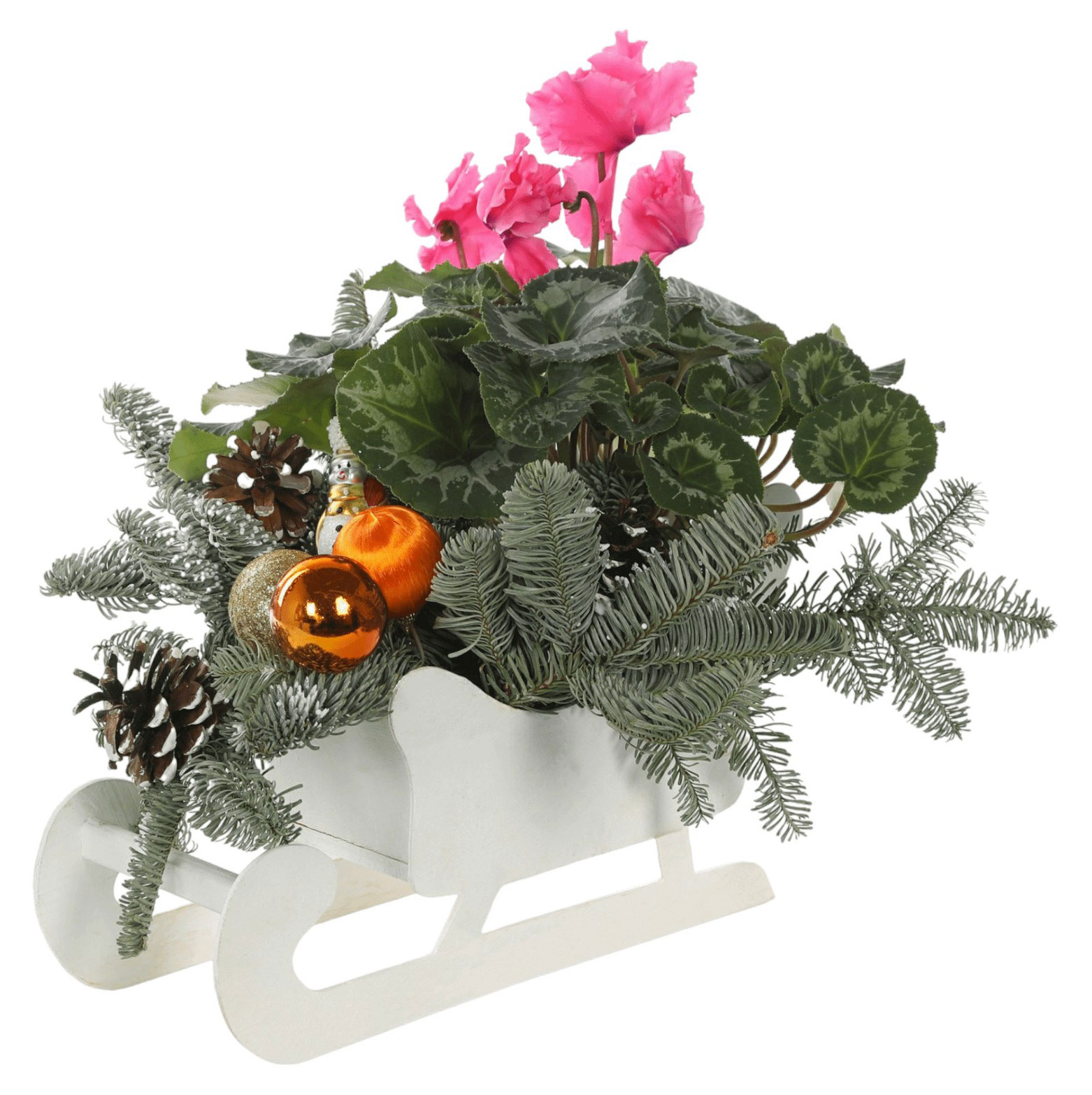 

Живое растение композиция Цикламен в санках с еловыми ветками и шариками в ассортименте d 12 h 15 см, 1 шт