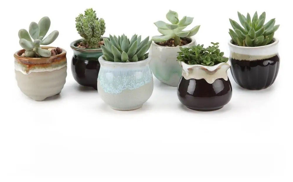 

Суккулент микс в горшке, d 5 см