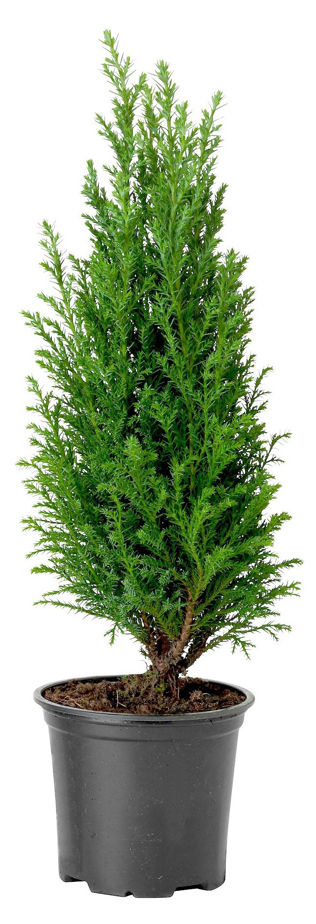 

Кипарисовик микс, d 11 h 40 см