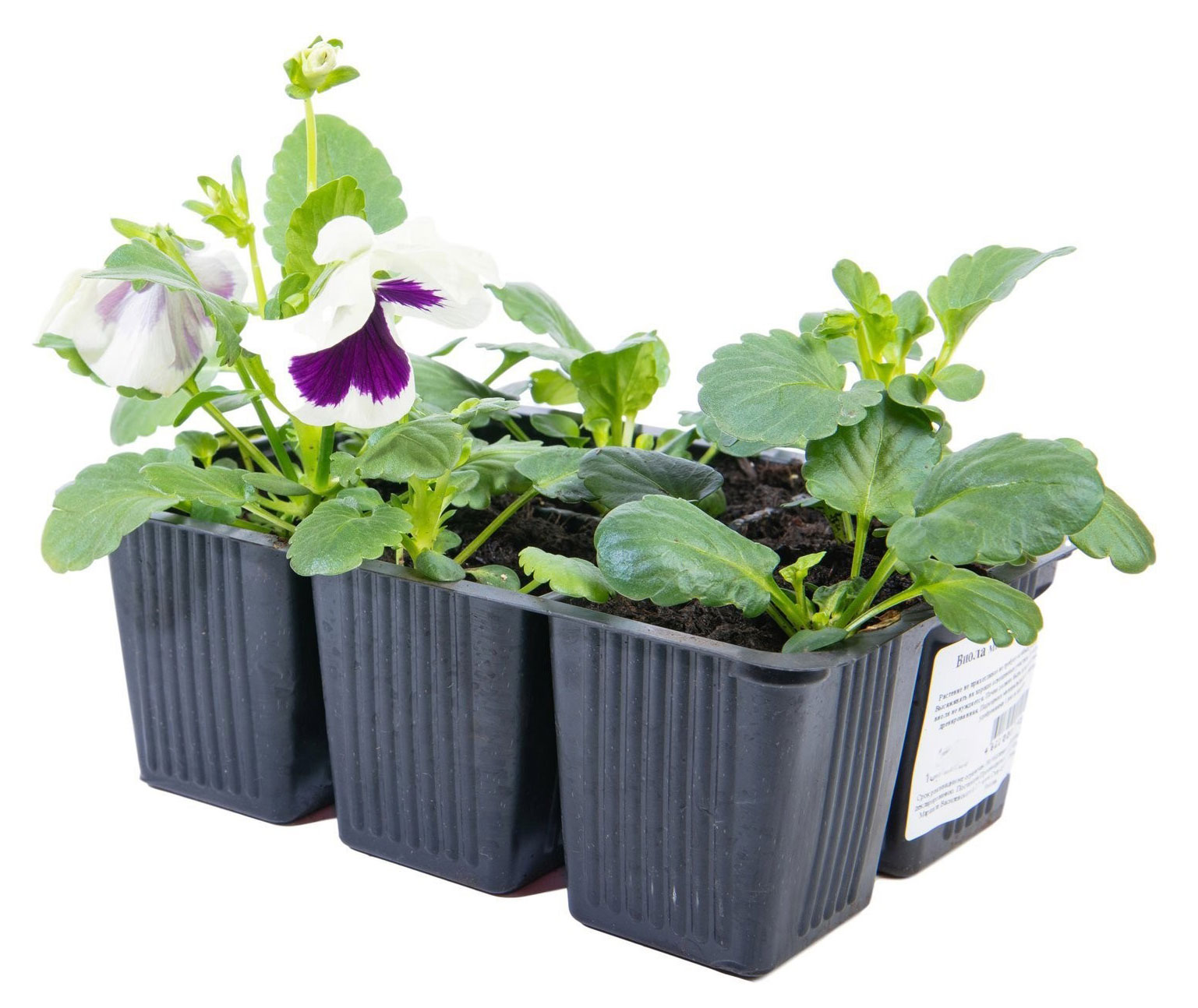 

Рассада цветов Виола живая рогатая Тепличный комбинат в кассете, 6 шт