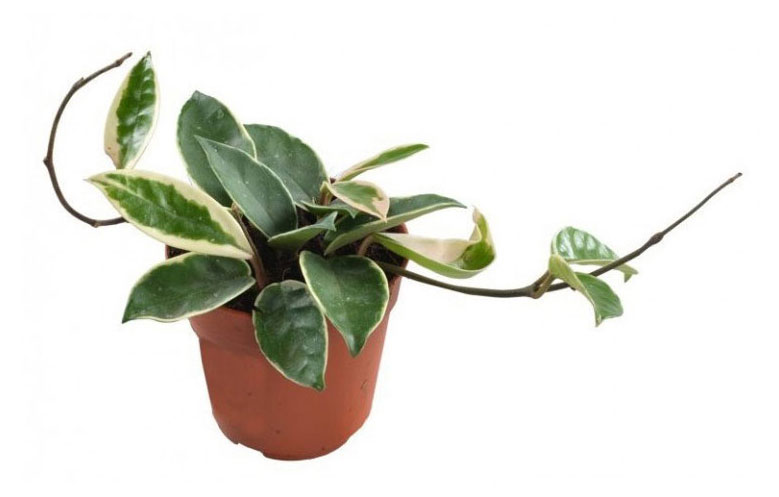 Изображение товара Живое растение цветущая лиана Хойя Карноза Кримсон Квин в горшке d 9 h 10 см, 1 шт