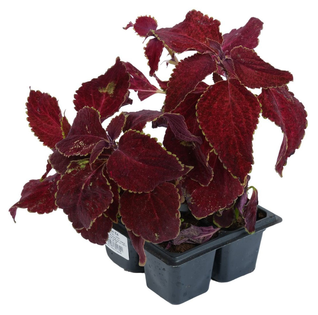 

Рассада цветов Колеус красный, 6 шт